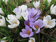 Ai Piani dell’Avaro ben fioriti di crocus – 2 maggio 2025 - FOTOGALLERY